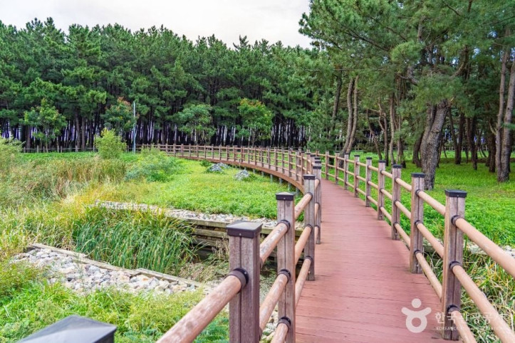 평해사구습지 생태공원 여행 추천 - 메고지고
