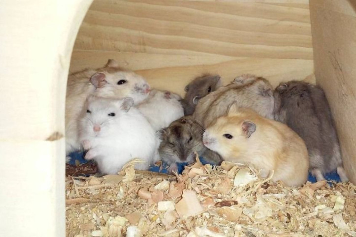 강릉아기동물농장 여행 추천 - 메고지고