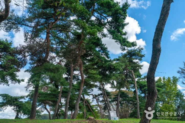 목계솔밭(충주) 여행 추천 - 메고지고