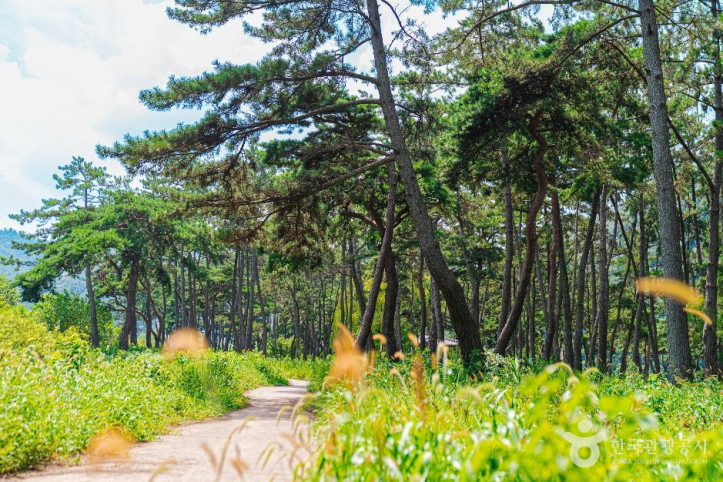 드들강솔밭유원지 여행 추천 - 메고지고