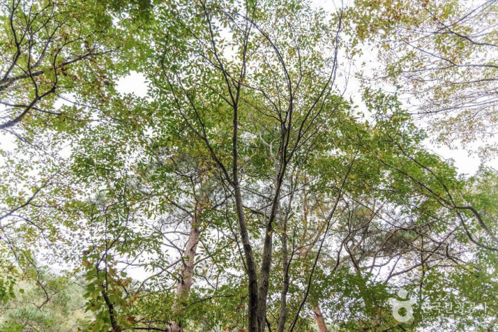 괴산 사담리 망개나무 자생지 여행 추천 - 메고지고