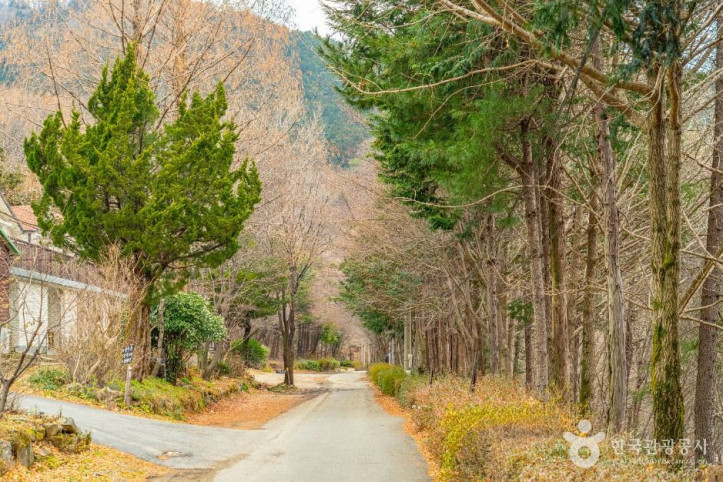 무등산편백자연휴양림 여행 추천 - 메고지고