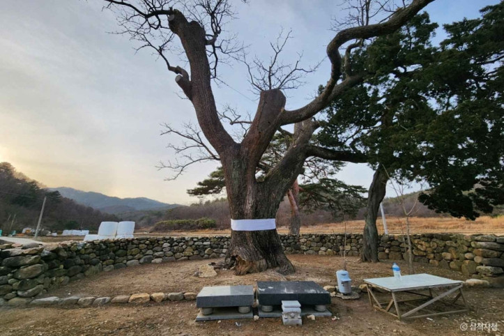 삼척 궁촌리 음나무 여행 추천 - 메고지고