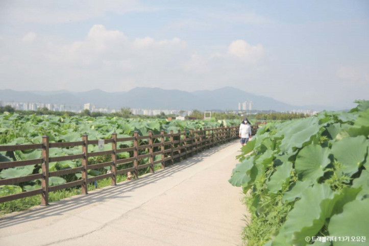 반야월연꽃단지 여행 추천 - 메고지고