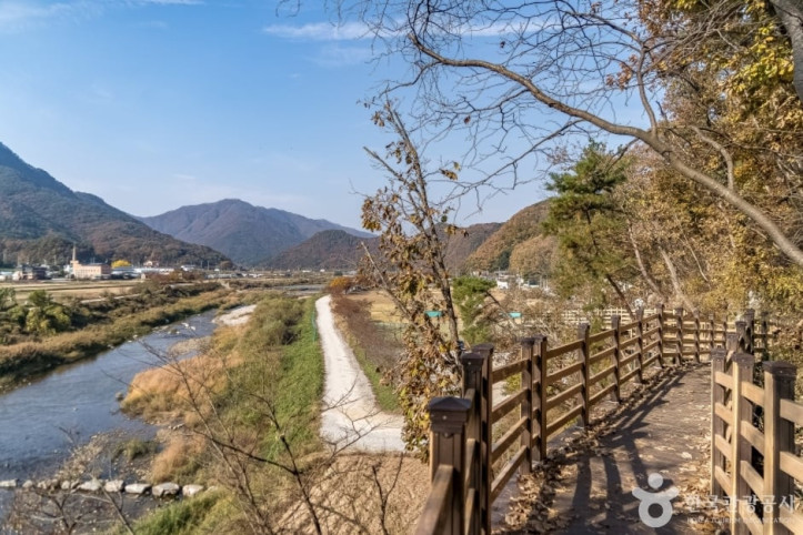 원주섬강자작나무숲둘레길 여행 추천 - 메고지고