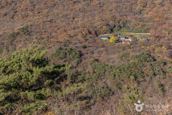 내장산 굴거리나무군락 여행 추천 - 메고지고