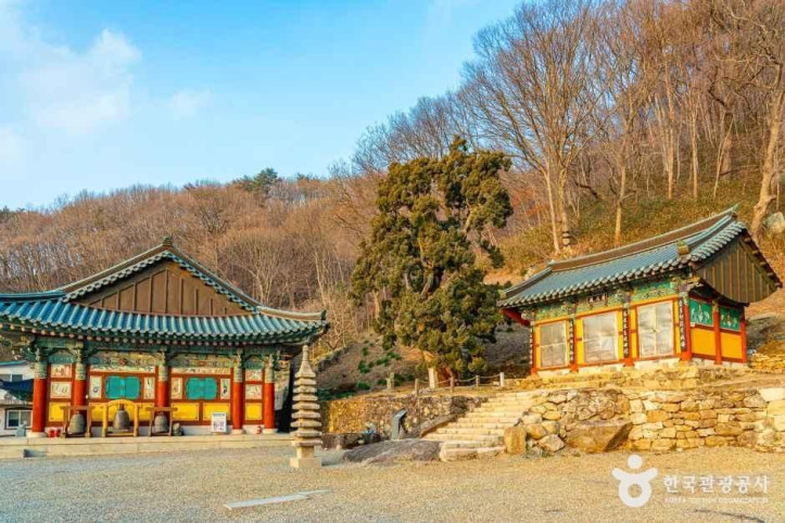 순천 송광사 천자암 쌍향수(곱향나무) 여행 추천 - 메고지고