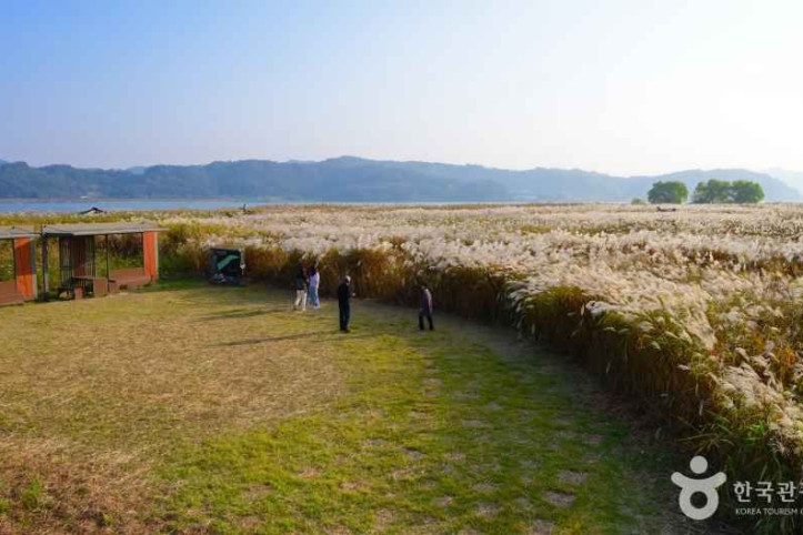 신성리 갈대밭 여행 추천 - 메고지고