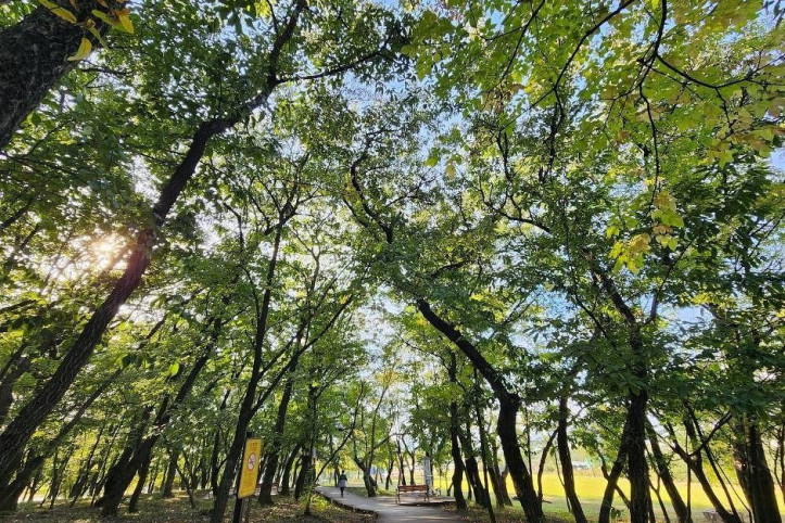 자인계정숲(경산 자인의계정숲) 여행 추천 - 메고지고
