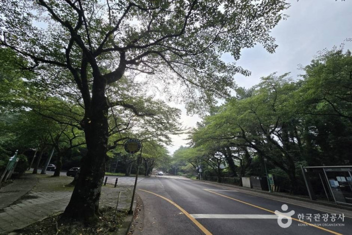 제주대 벚꽃길 여행 추천 - 메고지고