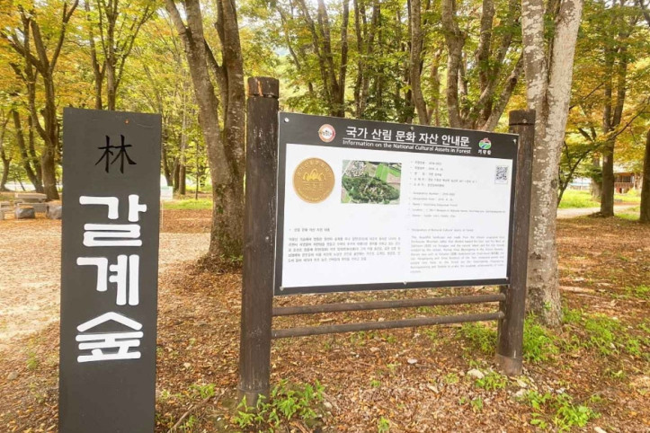 갈계숲 여행 추천 - 메고지고