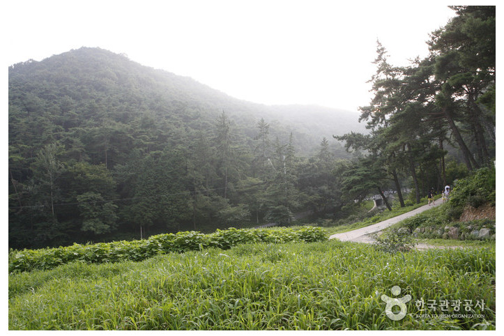 금성산(전남) 여행 추천 - 메고지고
