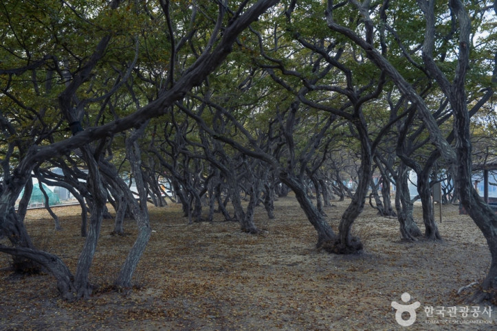 소사나무 군락지 여행 추천 - 메고지고