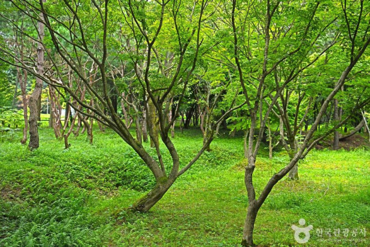 내장산수목원 여행 추천 - 메고지고