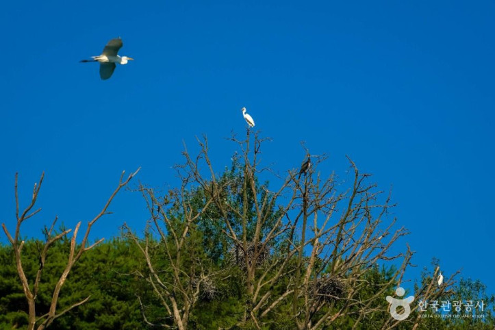 상석리 왜가리(백로) 서식지 여행 추천 - 메고지고