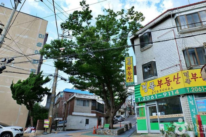 150년 수령 느티나무 여행 추천 - 메고지고