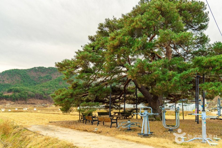 의성 월소리 소나무 여행 추천 - 메고지고