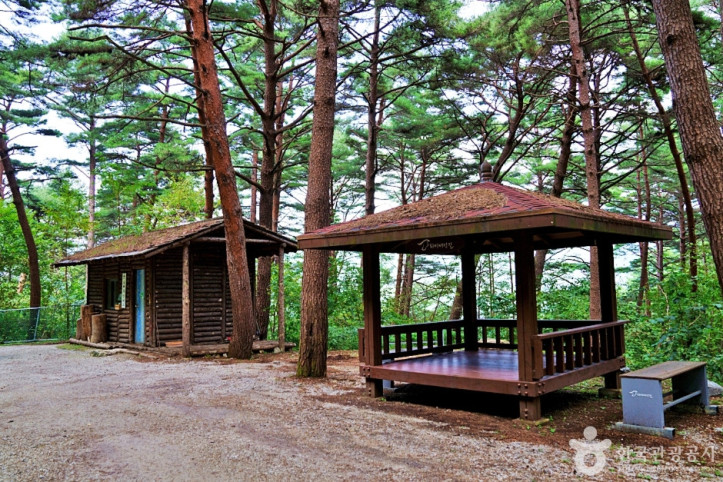 서벽금강소나무숲 여행 추천 - 메고지고