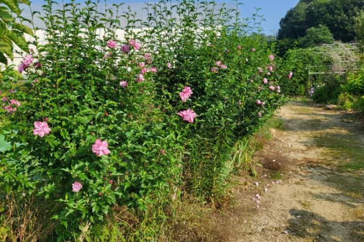 꿈팜 여행 추천 - 메고지고