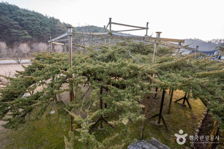 안동 주하리 뚝향나무 여행 추천 - 메고지고