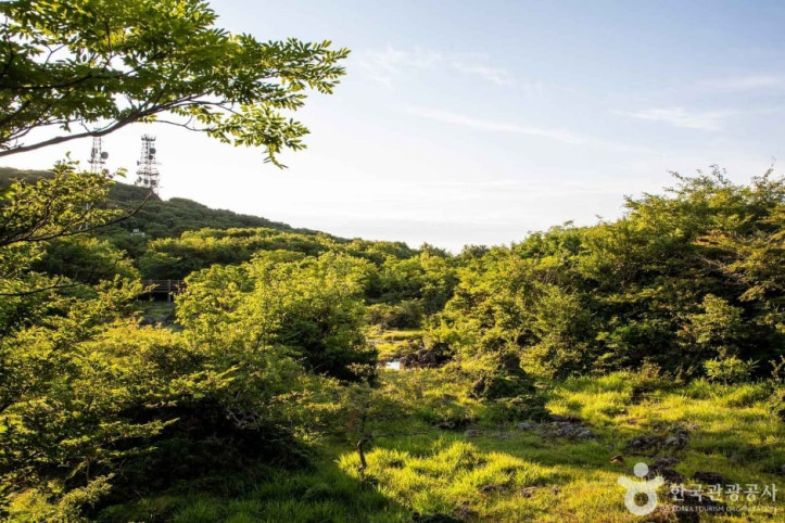 1100고지습지 여행 추천 - 메고지고