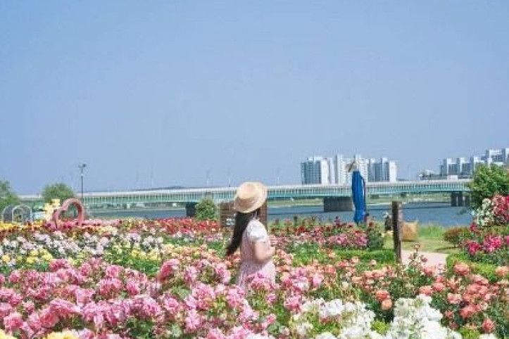 형산강 장미원 여행 추천 - 메고지고