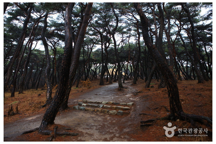 경주 선덕여왕릉 여행 추천 - 메고지고