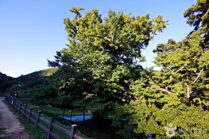 영국사(영동) 여행 추천 - 메고지고
