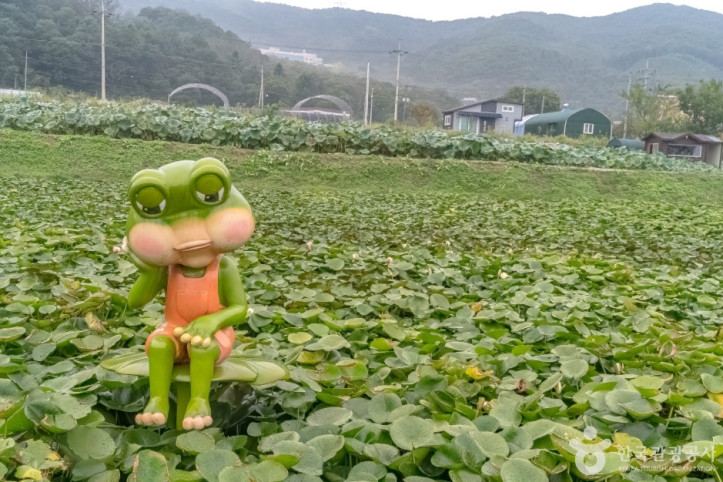 내동마을 연꽃단지 여행 추천 - 메고지고