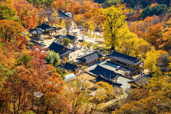 양평 용문사 은행나무 여행 추천 - 메고지고