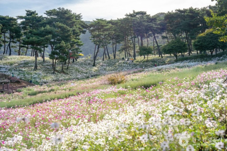정읍 구절초 지방정원 여행 추천 - 메고지고