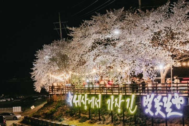 대청호 벚꽃길 여행 추천 - 메고지고