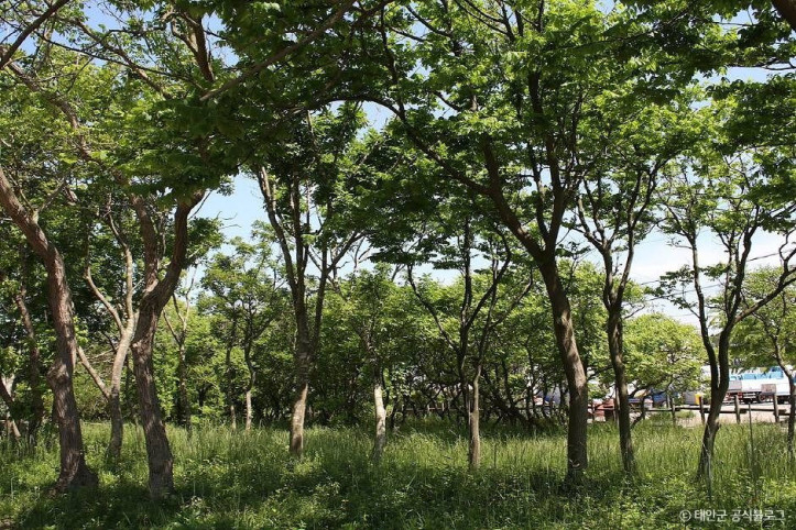 태안 안면도 모감주나무 군락 여행 추천 - 메고지고