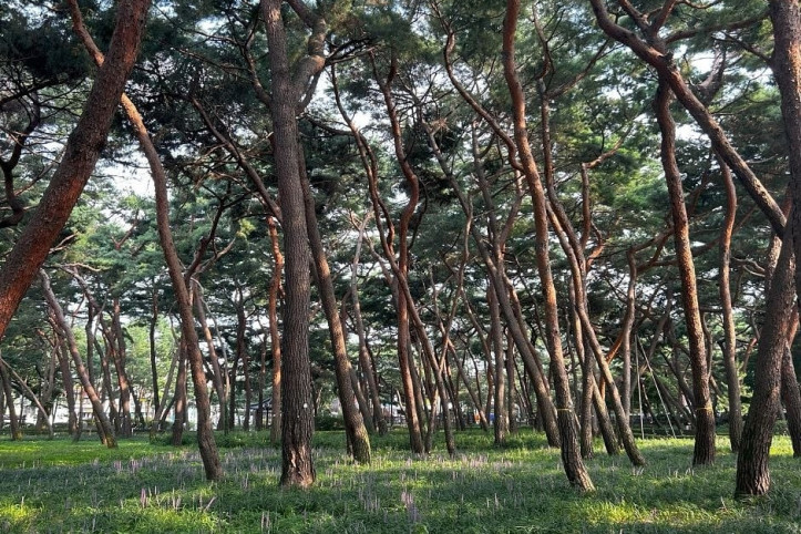 솔밭근린공원 여행 추천 - 메고지고