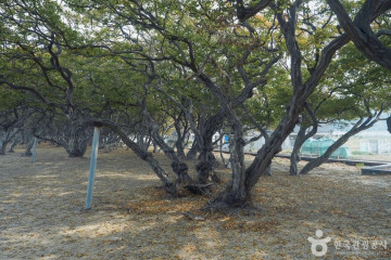 영흥도 십리포해변 여행 추천 - 메고지고