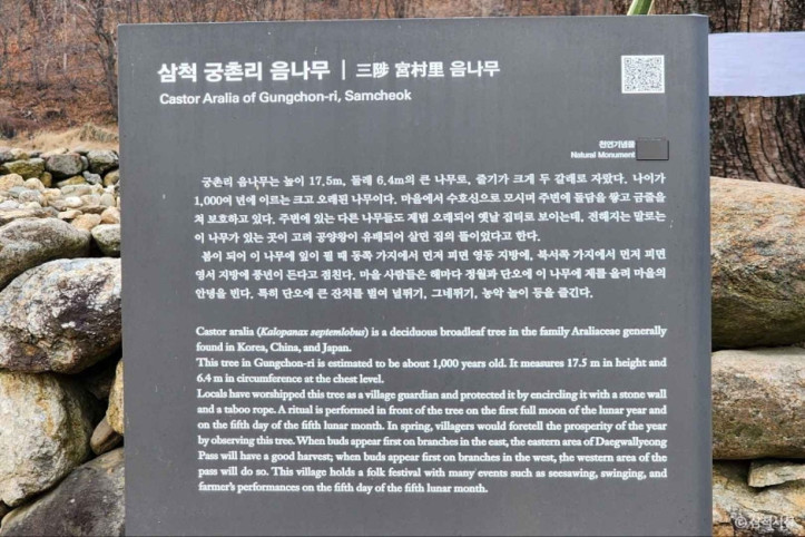 삼척 궁촌리 음나무 여행 추천 - 메고지고