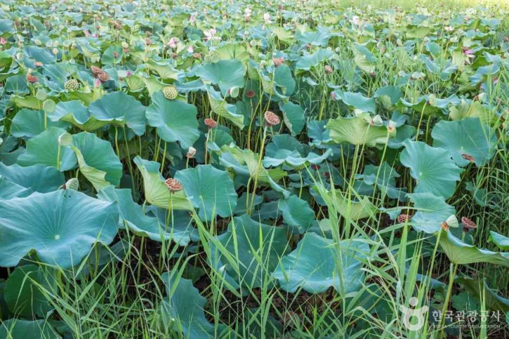 문성지 여행 추천 - 메고지고