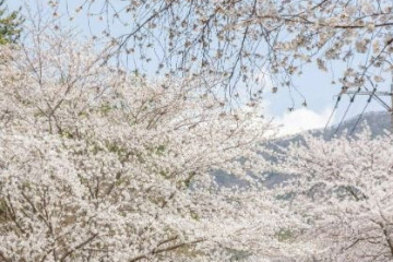 금둔사 여행 추천 - 메고지고