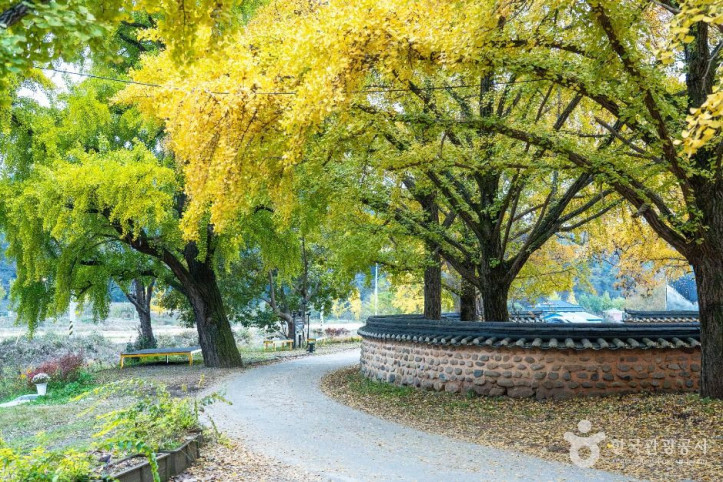 청라 은행마을 (보령) 여행 추천 - 메고지고