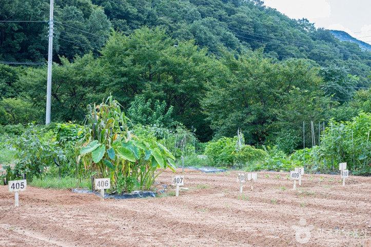 원두막주말농장 여행 추천 - 메고지고