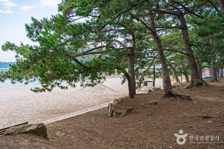 해남 송호리 해송림 여행 추천 - 메고지고
