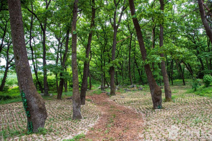 동호숲 여행 추천 - 메고지고