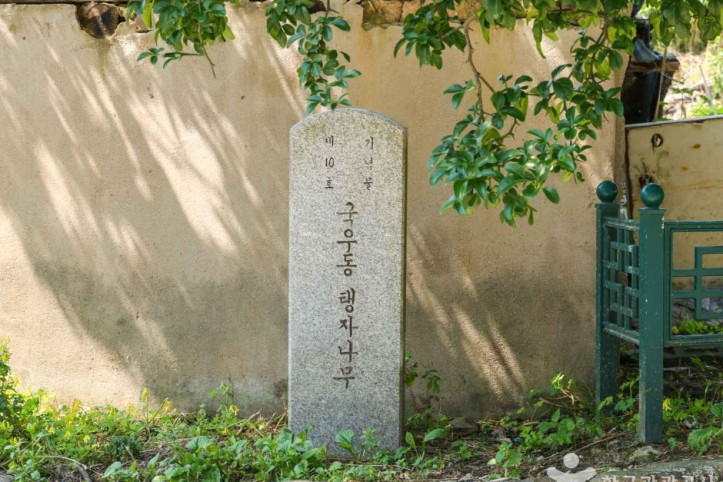 국우동 탱자나무 여행 추천 - 메고지고