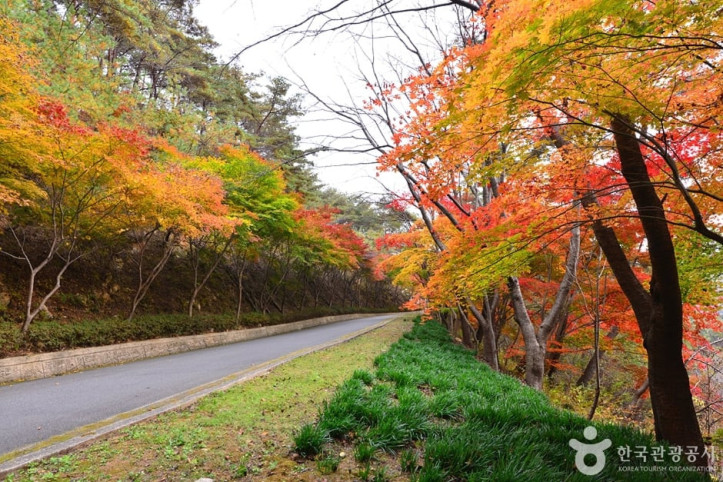 백아산자연휴양림 여행 추천 - 메고지고