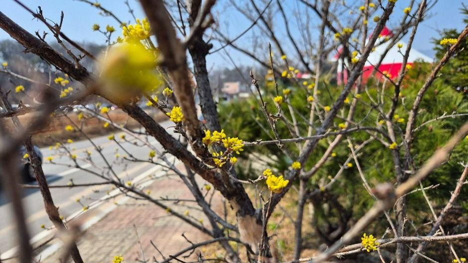 이천백사 산수유꽃축제 여행 정보 - 메고지고