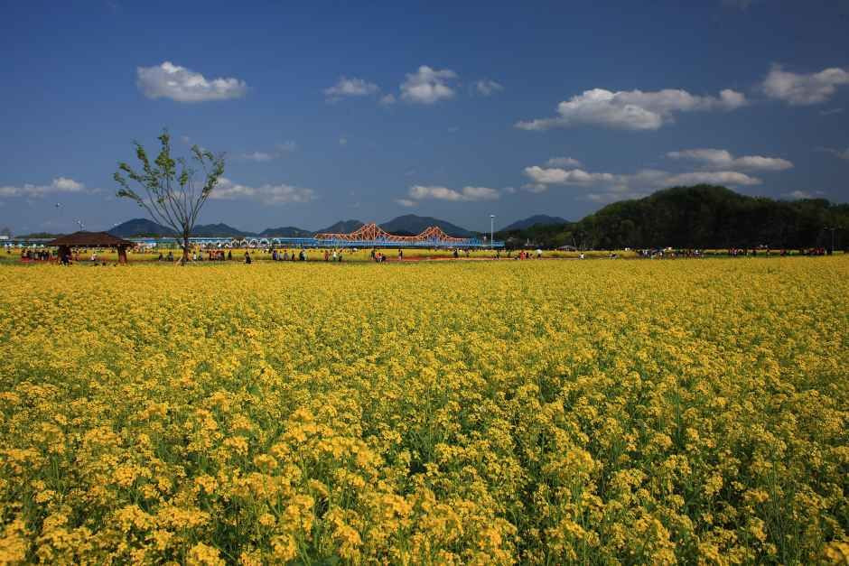 창녕낙동강유채축제 여행 정보 - 메고지고
