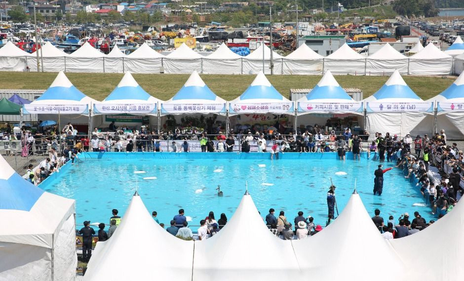 서천 자연산 광어 도미 축제 여행 정보 - 메고지고