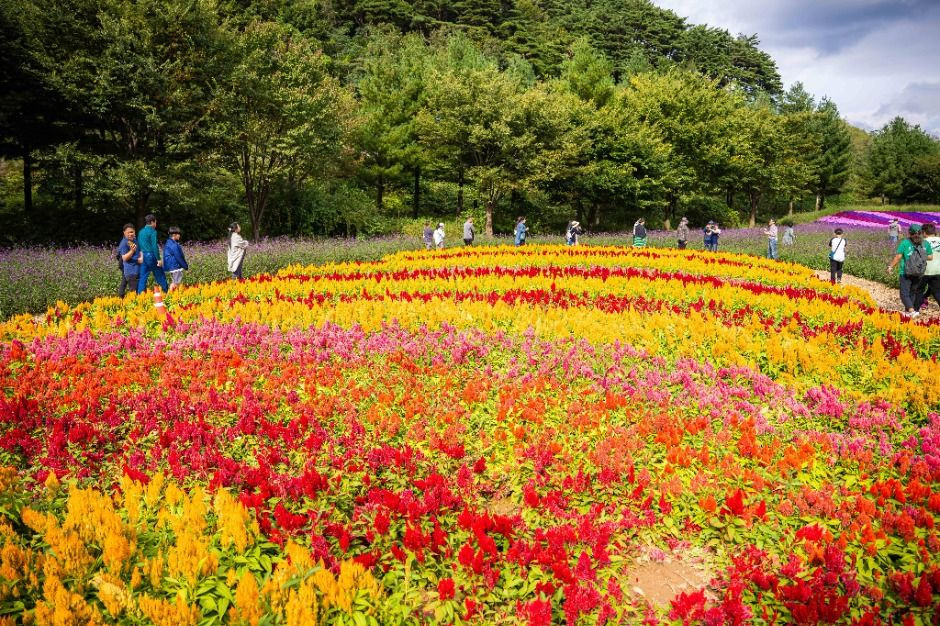 인제가을꽃축제 여행 정보 - 메고지고