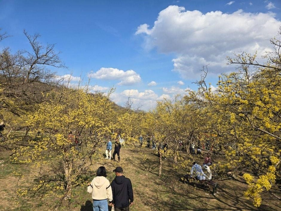 이천백사 산수유꽃축제 여행 정보 - 메고지고