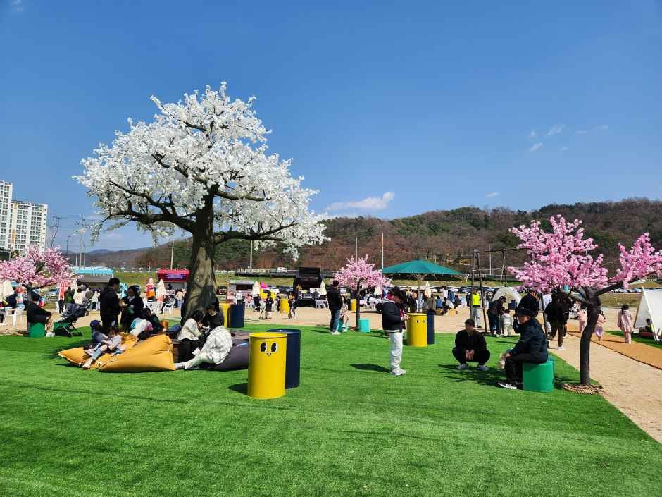 보은 벚꽃길 축제 여행 정보 - 메고지고